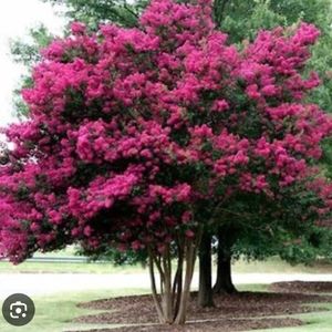 Meet your Posher, British